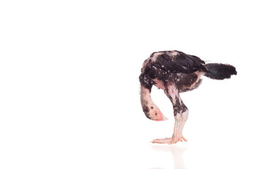 Obraz premium full body native chick standing on white background