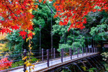 Naklejka premium 【東京都】奥多摩の紅葉風景