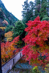 【東京都】奥多摩の紅葉風景