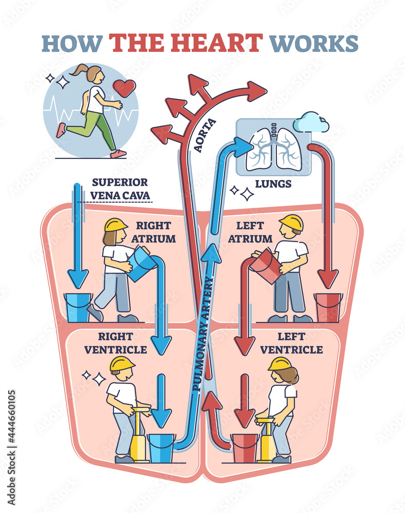 Poster How heart works explanation with inner human organ function explanation in outline diagram. Anatomical vascular circulation and blood flow scheme vector illustration. Funny cardiology learning graphic