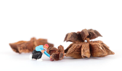 Miniature worker dolls are busy breaking open aniseed aniseed