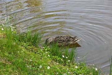 Duck female swimming by the grassy side of a pond or lake. Sunny spring or summer day. Green grass and small flowers in the front. Round ripple around the duck.