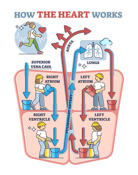 How heart works explanation with inner human organ function explanation in outline diagram. Anatomical vascular circulation and blood flow scheme vector illustration. Funny cardiology learning graphic