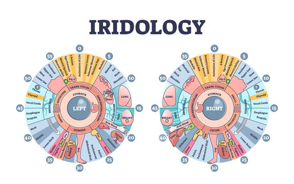 Iridology as eye iris monitoring and disease diagnostics outline diagram. Alternative medicine treatment as early illness examination with eyeball zones checkup vector illustration. Educational scheme
