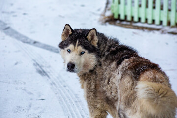 Fototapeta premium siberian husky in the snow