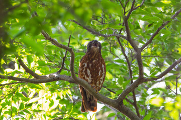 寝起きであくびをするアオバズク