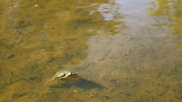Red-Eared Slider Turtle Wandering Around The Shallow Pond. wide shot