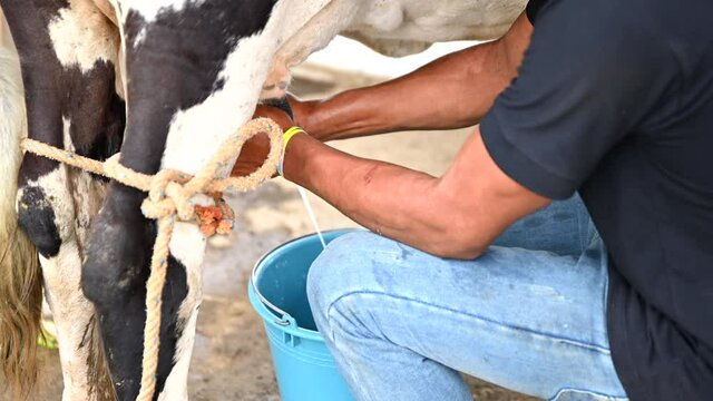 Man manually milking a white and black cow. The stream of milk is going into a blue bucket.