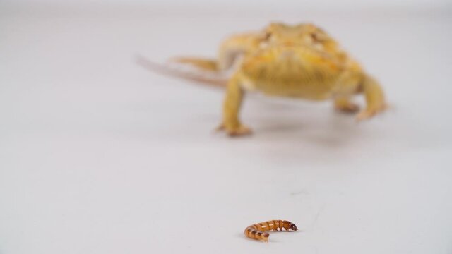 An Australian Central Bearded Dragon scurries towards a super worm, and then eats it, shot on a white background.