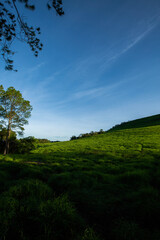 field and blue sky