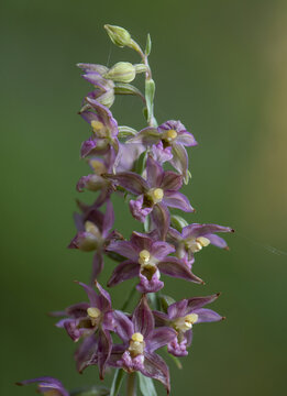 Beautiful view of a Broad-leaved Helleborine subsp. Epipactis tremolsii, wild orchid, Andalusia.