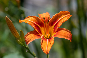 orange lilya close-up with an orange Lilium bulbiferum flower flower