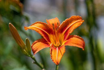a close-up with an orange lily flower