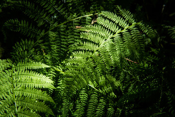 Fern in an alternative and ecological forest, Polypodiopsida or Polypodiophyta,