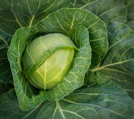 head of young green cabbage close-up.