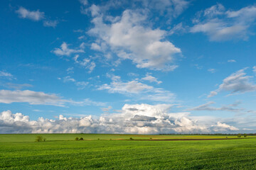 Obraz premium green field of winter wheat, blue sky and clouds