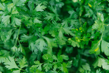 Green parsley leaves close-up. Natural background and texture.