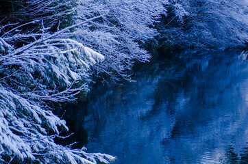 雪化粧した水辺の木