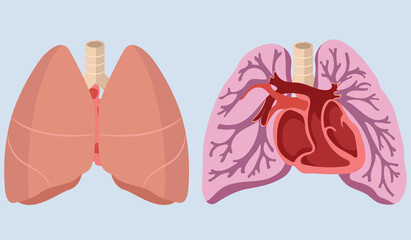 Human Lung , Vector illustration, EPS-10