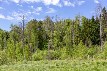 A toned image of a mixed forest.