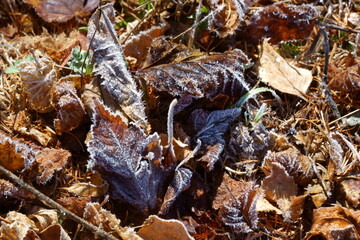 寒い朝の霜の降りた落ち葉