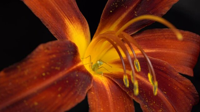 Macro Of A Young Praying Mantis Climbing The Blooming Day Lilly Flower. close up