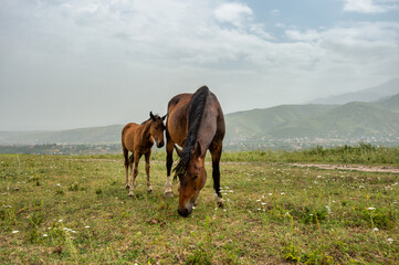 foal and mare in the pasture