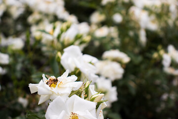 białe róże, białe kwiaty, widok , kwiaty polne, park , ogród, rośliny, białe małe kwiatki, natura,  biały, pszczoła na kwiatku, osa, owad, pszczółka, miód, zapyla kwiat, owad zapylający ,  - obrazy, fototapety, plakaty
