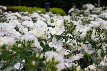 białe róże, białe kwiaty, widok , kwiaty polne, park , ogród, rośliny, białe małe kwiatki, natura,  biały, zielony, krzewy, 