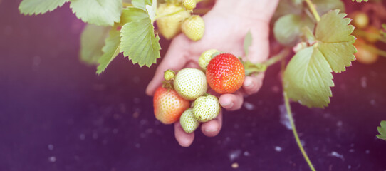 Fresh juicy strawberries from the garden in the hand of a young girl.