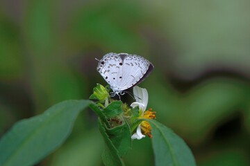 Butterfly from the Taiwan (Megisba malaya sikkima) Taiwan black star small gray butterfly  