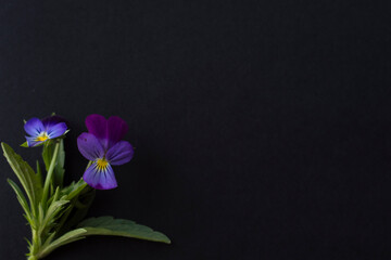 Purple flowers on a black background. A template for the designer.
