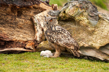 Wild Eagle Owl mother and a white chick. The one week old white owl stands at the legs of the large bird of prey