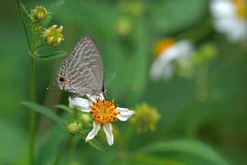 Butterfly (Jamides alecto dromicus) White corrugated butterfly. 