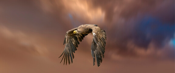 European sea eagle flying in an impressive orange blue sky. Bird of prey in flight. Flying birds of prey during a hunt. Social media, web banner of cover