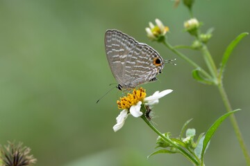 Butterfly (Jamides alecto dromicus) White corrugated butterfly. 