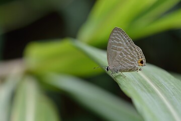 Butterfly (Jamides alecto dromicus) White corrugated butterfly. 