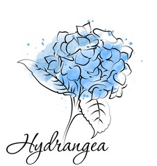 Blooming flower hydrangea on white background.