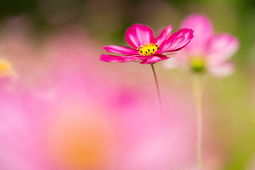 満開に咲いている秋桜の花