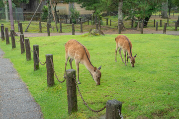 奈良 しか 鹿 鹿公園 観光地
