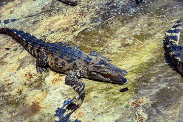 Crocodiles in a crocodile farm cafe in Phitsanulok, Thailand being raised for breeding, meat and leather