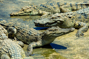 Crocodiles in a crocodile farm cafe in Phitsanulok, Thailand being raised for breeding, meat and...