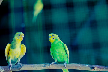 Small colorful birds in cages for tourist attraction in Phitsanulok, Thailand