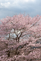 Naklejka premium 桜_四季彩館_2