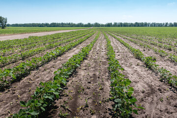 Fototapeta na wymiar agricultural plants planted in rows in the farmer's field