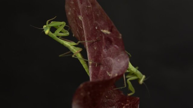 Two Praying Mantis Clean Themselves on Red Letuce Leaves, Static Macro