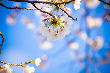 桜 花見 蕾 開花 初春 日本