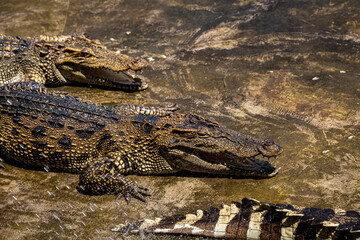 Crocodiles in a crocodile farm cafe in Phitsanulok, Thailand being raised for breeding, meat and leather