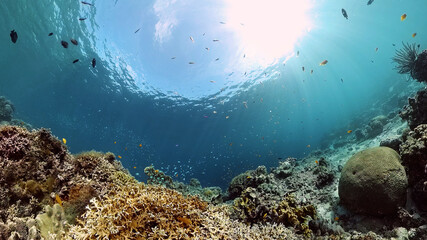 Sealife, Diving near a coral reef. Beautiful colorful tropical fish on the lively coral reefs underwater. Philippines.
