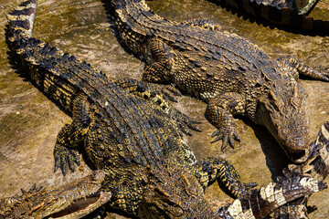 Crocodiles in a crocodile farm cafe in Phitsanulok, Thailand being raised for breeding, meat and leather
